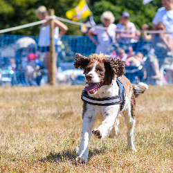 Country Dog Show